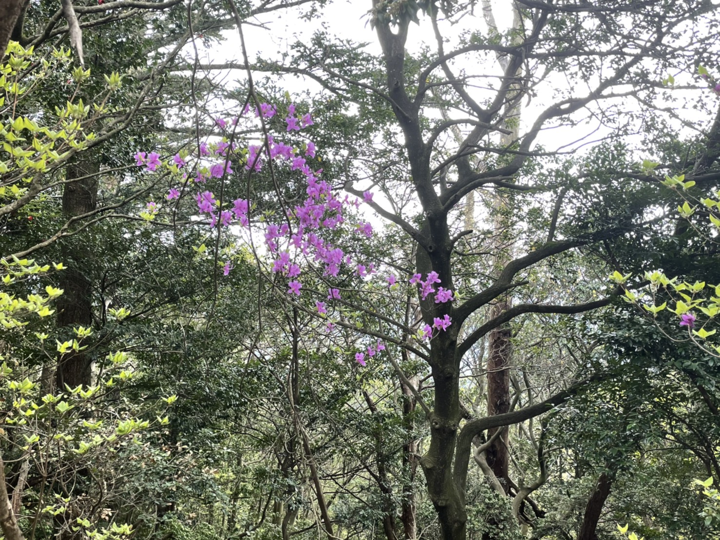 山の中の花