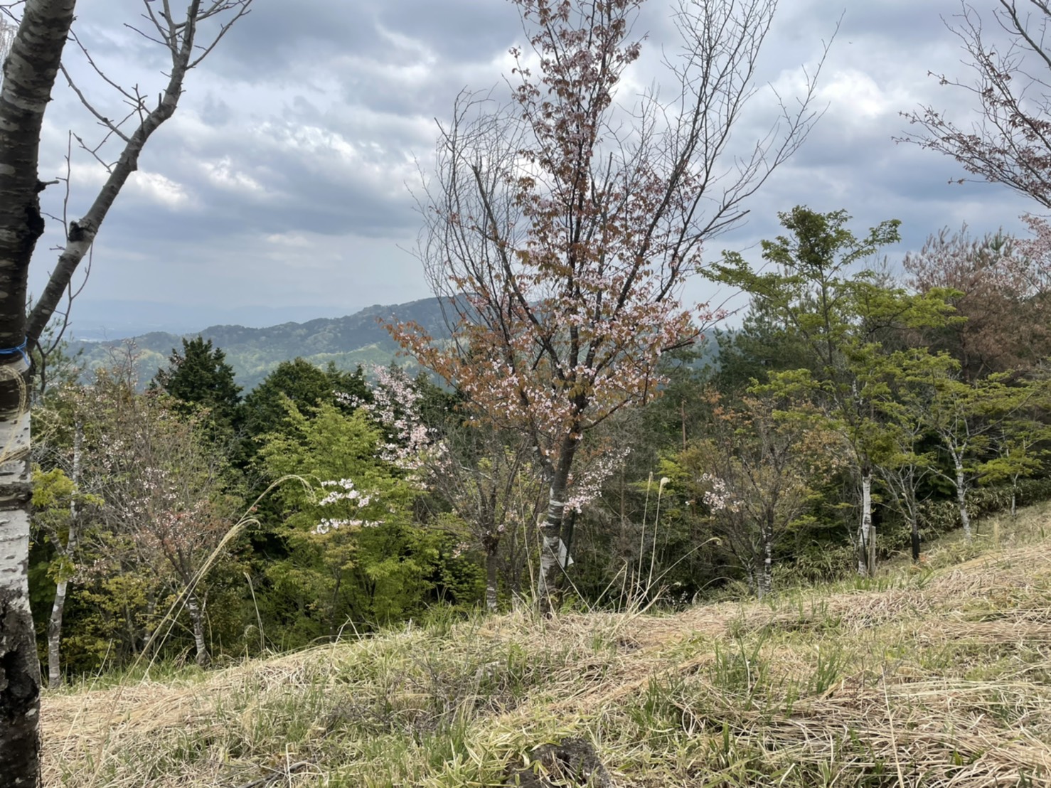 山桜